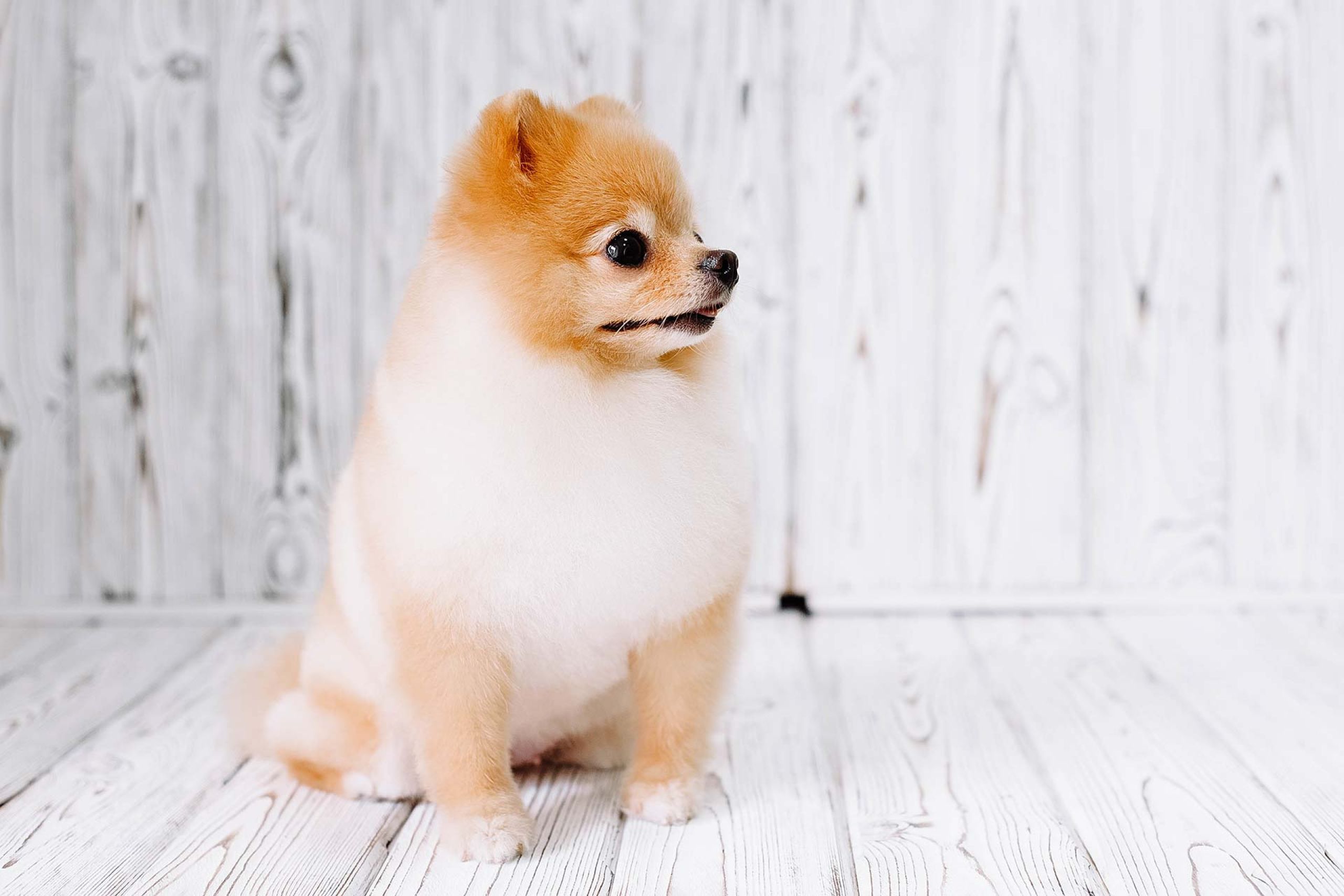 Corte de pelo Pomerania