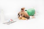 Corte de pelo Shih Tzu