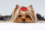 Corte de pelo Yorkshire Terrier